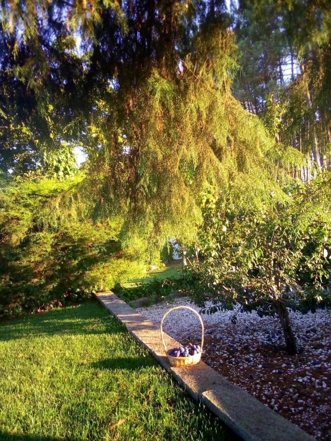Pinheirinhos - Quinta De Sao Caetano Villa Carapito Bagian luar foto